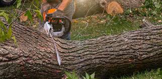 Organic Lawn Care Solutions in Gillespie, IL