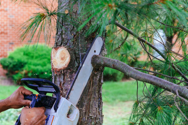 Reliable Gillespie, IL Tree Services Solutions